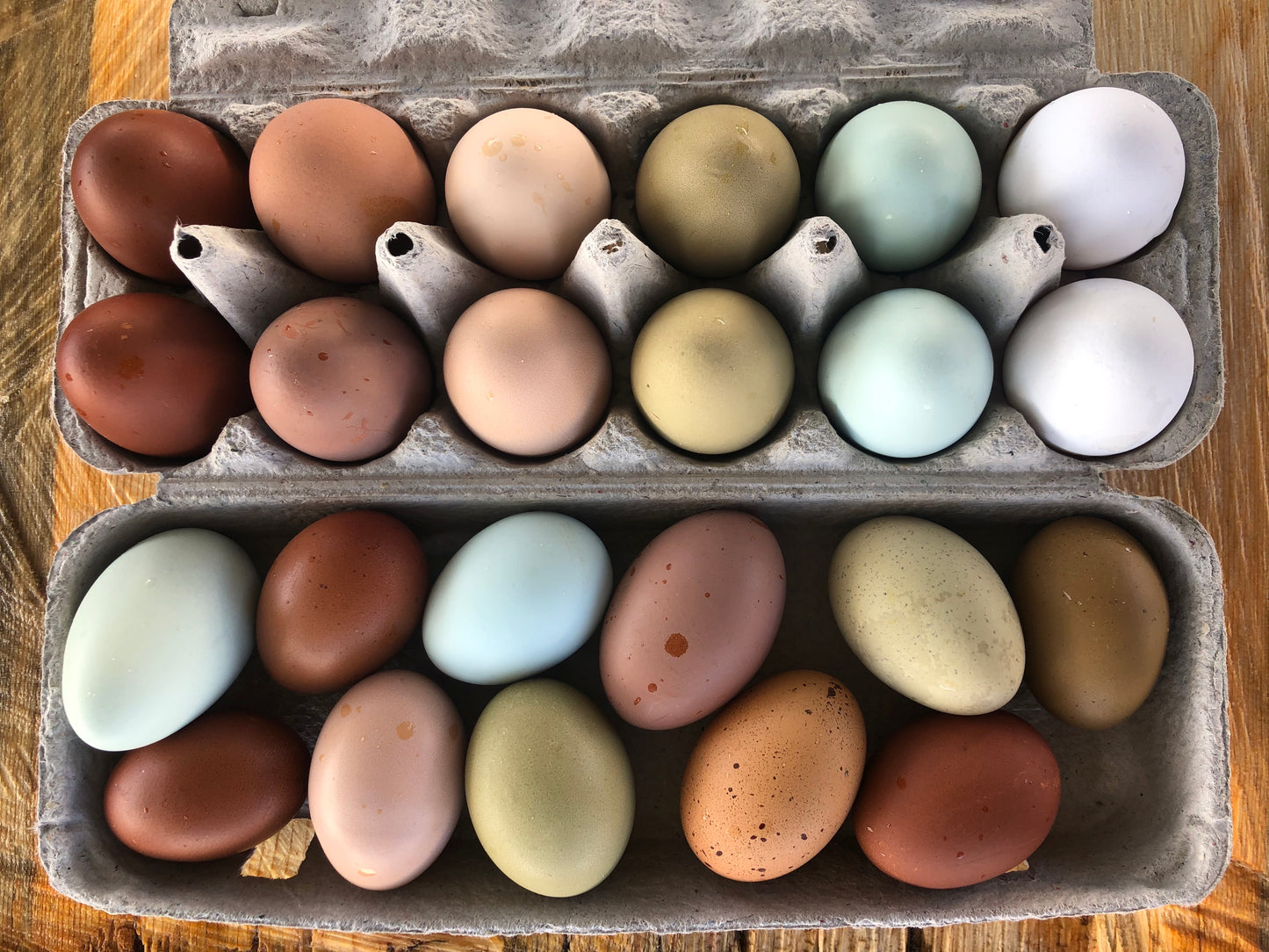 One Dozen Regular Eggs